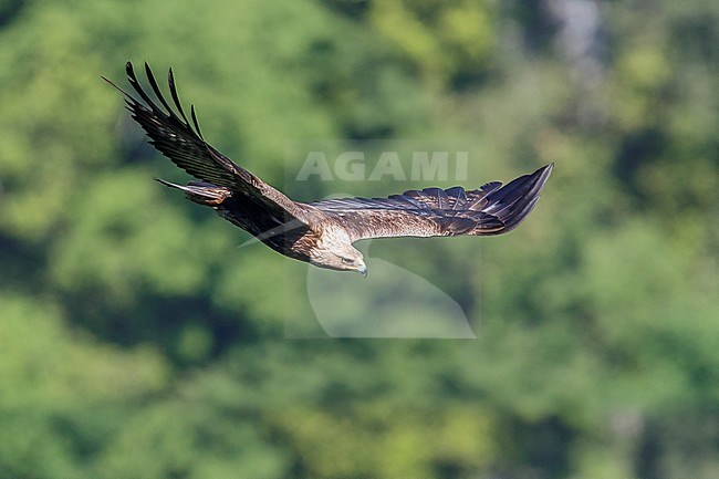 Golden Eagle (Aquila chrysaetos), side view of an immature male in flight, Campania, Italy stock-image by Agami/Saverio Gatto,