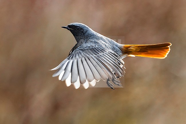 Wintering Black Redstart (Phoenicurus ochruros gibraltariensis) in Italy. Adult male in flight, photographed with backlight. stock-image by Agami/Daniele Occhiato,