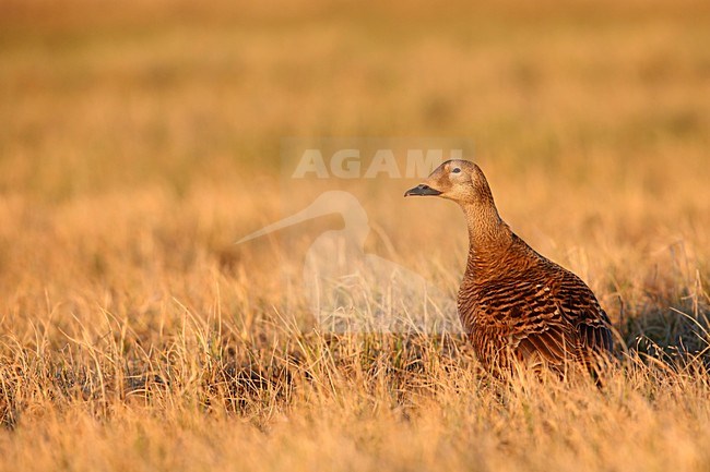 vrouwtje brileider op de toendra; female Spectacled Eider at the tundra stock-image by Agami/Chris van Rijswijk,