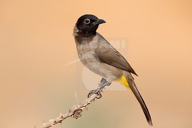 White-spectacled Bulbul, perched on a branch, Ayn Hamran, Dhofar, Oman (Pycnonotus xanthopygos) stock-image by Agami/Saverio Gatto,