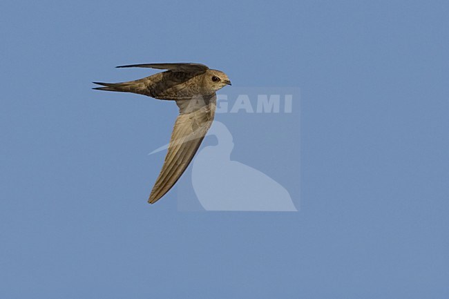 Pallid Swift flying; Vale Gierzwaluw vliegend stock-image by Agami/Daniele Occhiato,