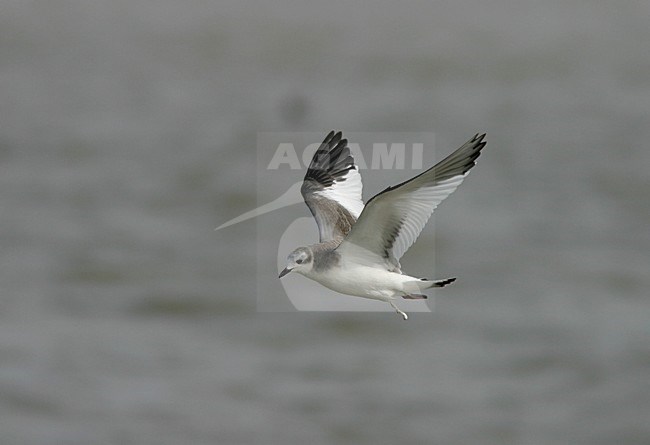 Juveniele Vorkstaartmeeuw in de vlucht; Juvenile Sabine\'s Gull in flight stock-image by Agami/Reint Jakob Schut,