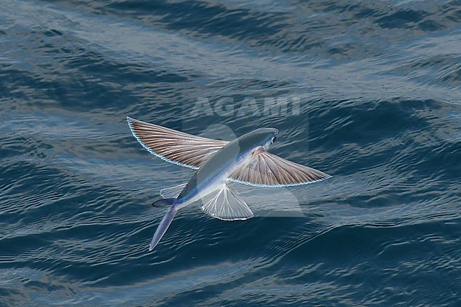 Flying fish species taking off from the ocean surface. stock-image by Agami/Laurens Steijn,