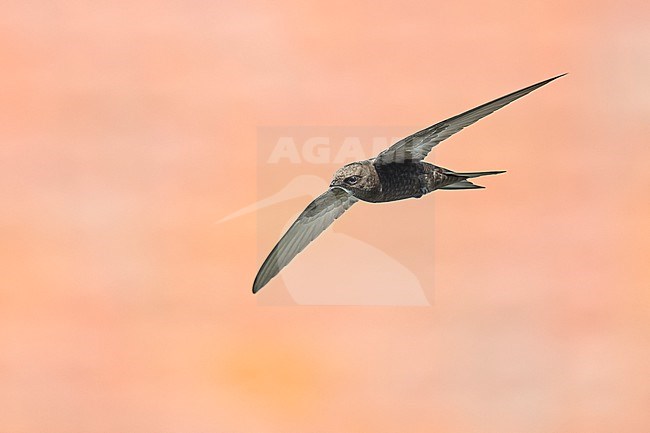 Common Swift (Apus apus) flying agains rooftops in Bulgaria. stock-image by Agami/Marcel Burkhardt,