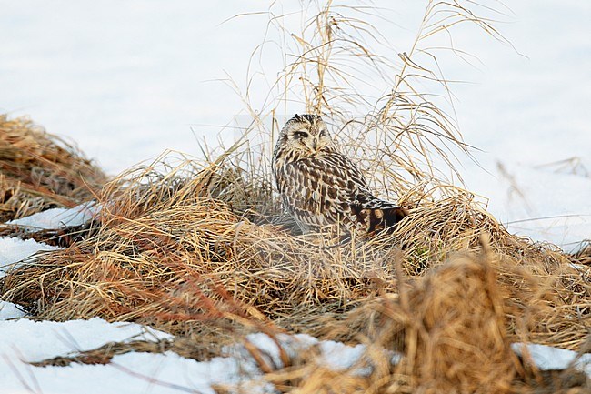 Velduil; Short-eared Owl; Asio flammeus stock-image by Agami/Dick Forsman,