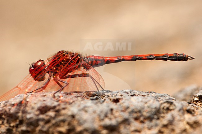 Mannetje Rode zonnewijzer, Male Trithemis arteriosa stock-image by Agami/Wil Leurs,