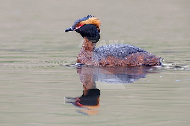 Horned Grebe (Podiceps auritus), side view of an adult in the water, Northwestern Region, Iceland stock-image by Agami/Saverio Gatto,