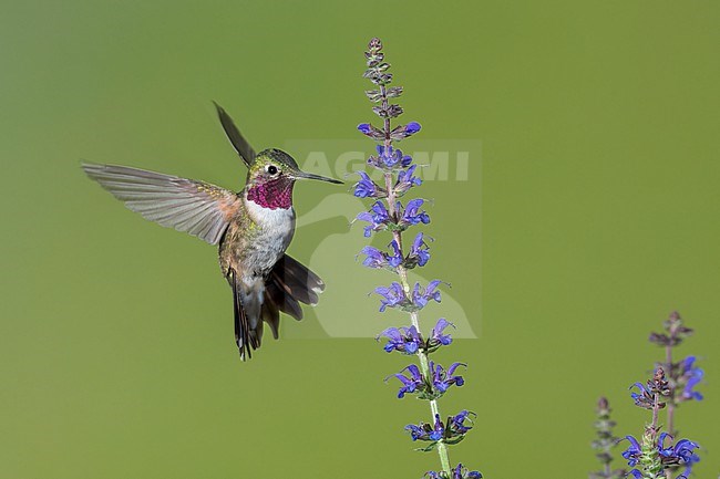 Adult male
Jefferson Co., CO
June 2023 stock-image by Agami/Brian E Small,