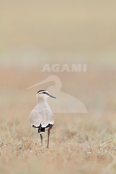 Sociable Lapwing - Steppenkiebitz - Vanellus gregarius, Kazakhstan, adult stock-image by Agami/Ralph Martin,