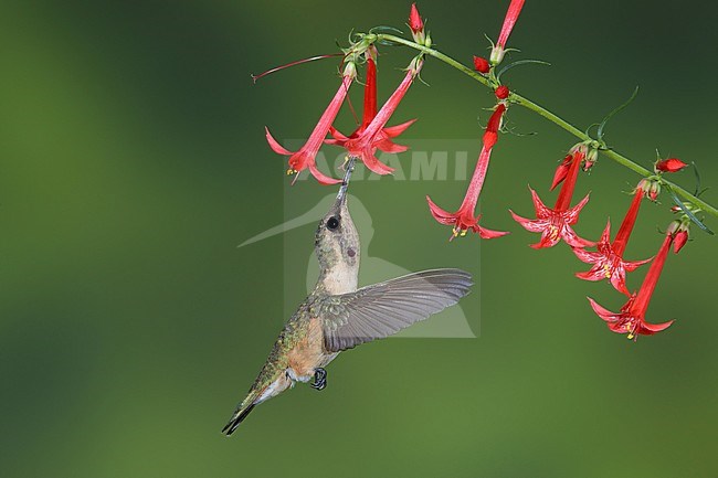 Immature male Lucifer Hummingbird (Calothorax lucifer) foraging on red flowers in Brewster County, Texas, USA. stock-image by Agami/Brian E Small,