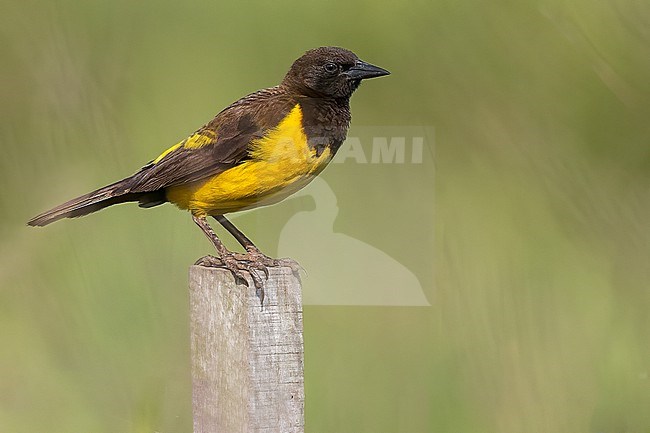 Yellow-rumped Marshbird (Pseudoleistes guirahuro) Perched on top of a post in Argentina stock-image by Agami/Dubi Shapiro,