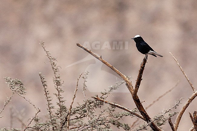 White-crowned Wheatear (Oenanthe leucopyga) perched on a acacia tree in a desert canyon near Eilat, Israel. stock-image by Agami/Marc Guyt,