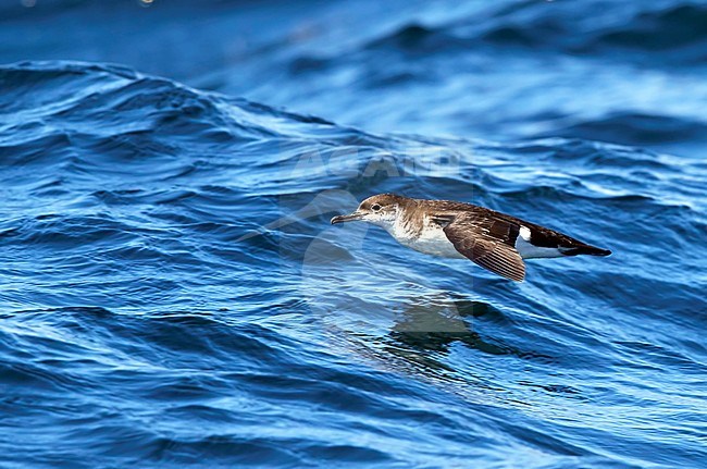 Manx Shearwater Ireland (Puffinus puffinus) stock-image by Agami/Tomi Muukkonen,