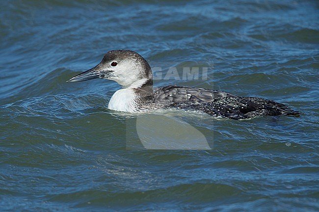 Adult Great Northern Diver (Gavia immer) in transition to breeding plumage.
Ocean Co., N.J.
March 2017 stock-image by Agami/Brian E Small,