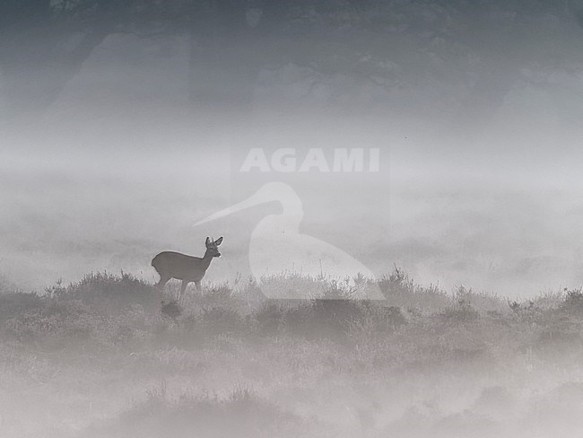 Roe deer in morning fog in the heathland stock-image by Agami/Rob Riemer,