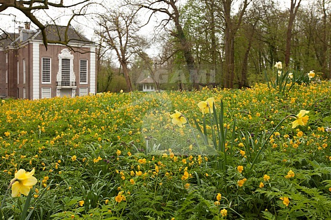 Buitenplaats Over-Holland met bloeiende stinzen planten, Summer residence and flowering plants stock-image by Agami/Wil Leurs,