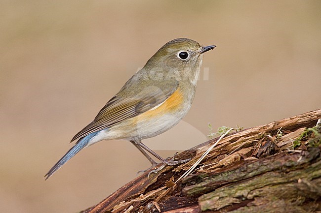 immature male Red-flanked Bluetail perched; onvolwassen man Blauwstaart zittend stock-image by Agami/Marc Guyt,