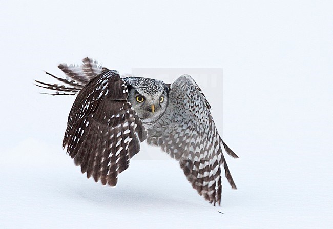 Jagende Sperweruil, Northern Hawk Owl hunting stock-image by Agami/Jari Peltomäki,