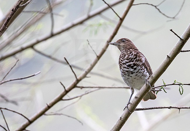 Maranon Thrush (Turdus maranonicus) in Northern Peru. stock-image by Agami/Pete Morris,