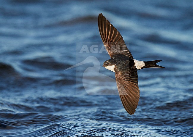 Huiszwaluw in vlucht; Common House Martin (Delichon urbicum) in flight stock-image by Agami/Markus Varesvuo,