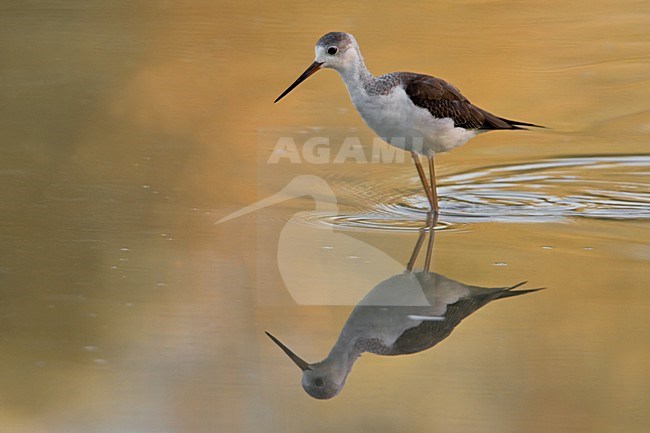 Wadende juveniele Steltkluut; Juvenile Black-winged Stilt wading stock-image by Agami/Daniele Occhiato,