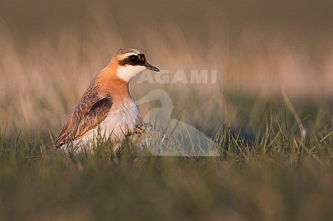 Lesser Sand Plover - Mongolenregenpfeifer - Charadrius mongolus ssp. pamirensis, Kyrgyzstan, adult male with a chick stock-image by Agami/Ralph Martin,