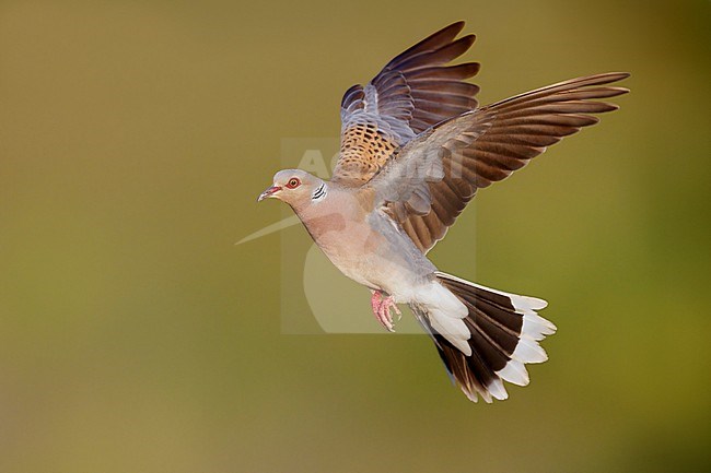 European Turtle Dove (Streptopelia turtur), side view of an adult male in flight, Campania, Italy stock-image by Agami/Saverio Gatto,