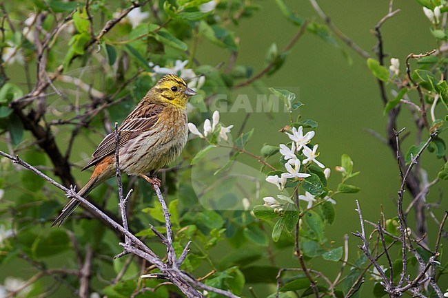 Yellowhammer - Goldammer - Emberiza citrinella ssp. erythrogenys, Kazakhstan stock-image by Agami/Ralph Martin,