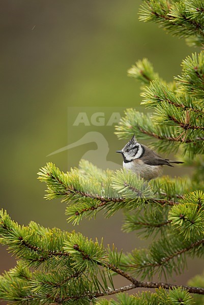 Kuifmees zittend op takje, European Crested Tit perched on a branch stock-image by Agami/Danny Green,