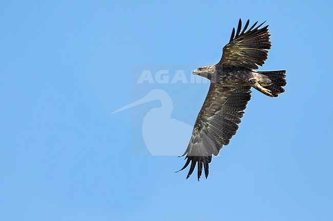 Adult Lesser Spotted Eagle, Clanga pomarina, in Romania. stock-image by Agami/Ralph Martin,
