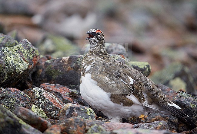 Alpensneeuwhoen, Rock Ptarmigan, lagopus muta stock-image by Agami/Markus Varesvuo,