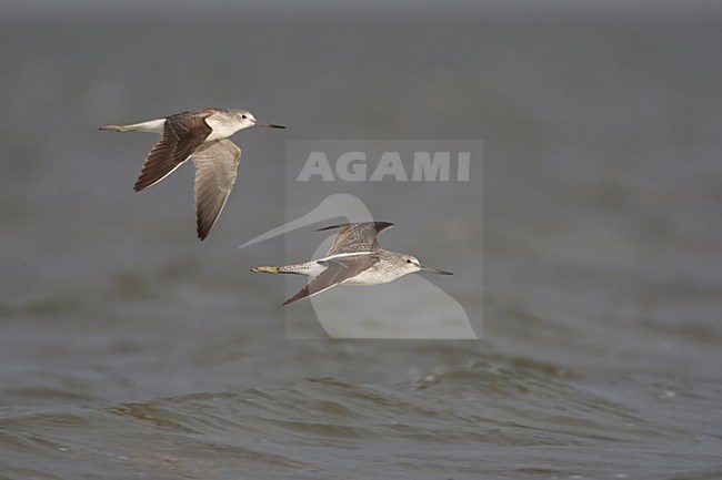 Groenpootruiter in de vlucht; Common Greenshank in flight stock-image by Agami/Arie Ouwerkerk,