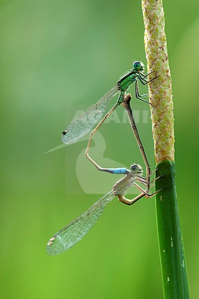 Paringswiel van Ischnura ramburii, Rambur's Forktail a pair mating stock-image by Agami/Wil Leurs,