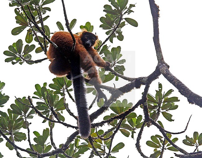 Critically Endangered Red ruffed lemur (Varecia rubra)in its natural habitat on Madagascar. Perched high in canopy of tropical forest. stock-image by Agami/Pete Morris,