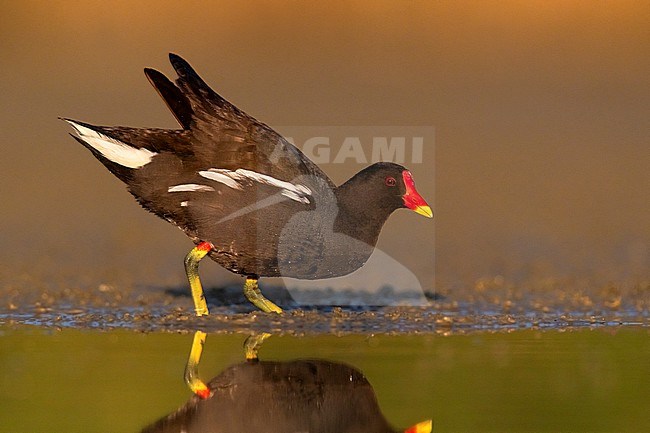 Adult Common Moorhen, Gallinula chloropus, in Italy. stock-image by Agami/Daniele Occhiato,