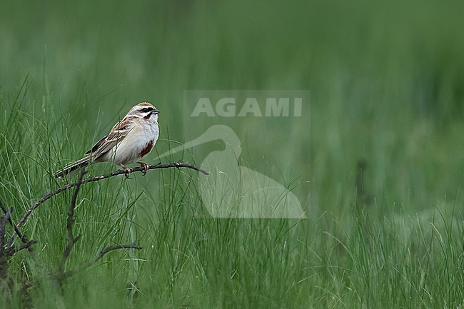 An adult male Rufous-backed Bunting or Jankowski's Bunting (Emberiza jankowskii) perching of a freshly burned branch of a bush in South Eastern Mongolia close to Chinese border in Dornod Aimag stock-image by Agami/Mathias Putze,