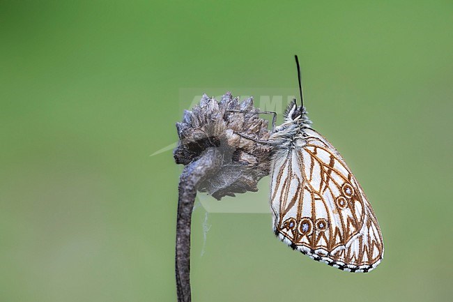 Western Marbled White, Melanargia occitanica stock-image by Agami/Wil Leurs,