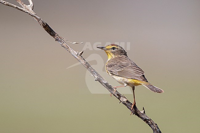 Palm Warbler (Setophaga palmarum) perched on a branch during spring migration at Dry Tortugas, Florida, USA stock-image by Agami/Helge Sorensen,