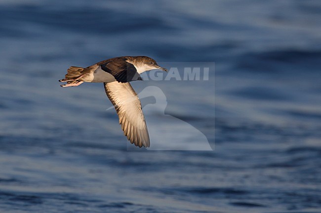 Yelkouanpijlstormvogel in de vlucht; Yelkouan Shearwater in flight stock-image by Agami/Daniele Occhiato,