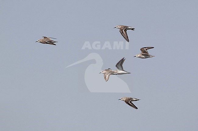 Red-necked Stint (Calidris ruficollis) at Pak Thale, Thailand. Flock of stints in flight. stock-image by Agami/Helge Sorensen,