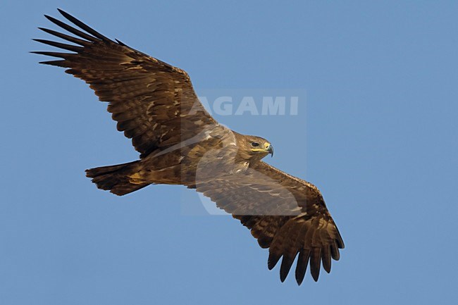 Onvolwassen Steppearend in de vlucht; Immature Steppe Eagle in flight stock-image by Agami/Daniele Occhiato,