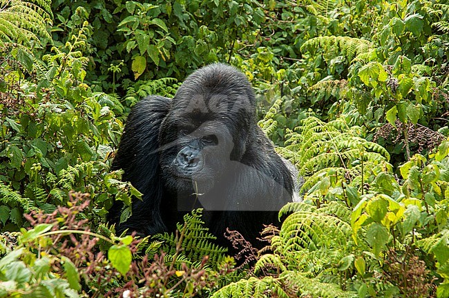 Mountain Gorilla (Gorilla beringei) male in Virunga NP, Rwanda stock-image by Agami/Roy de Haas,