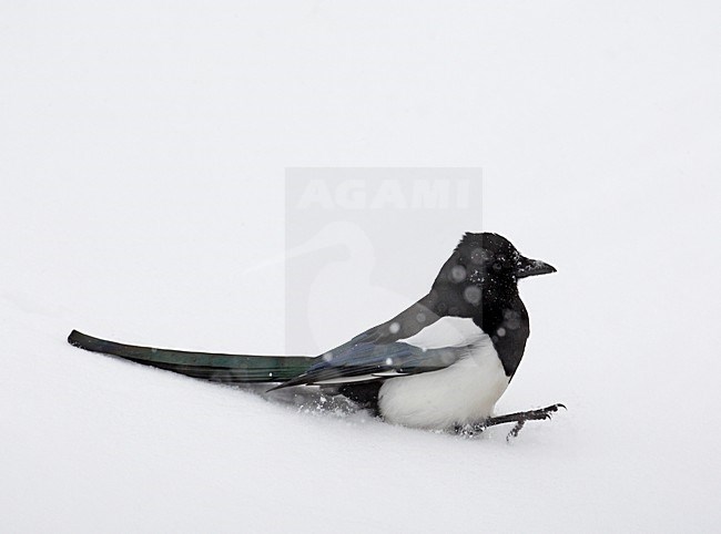 Ekster, Eurasian Magpie, Pica pica stock-image by Agami/Markus Varesvuo,