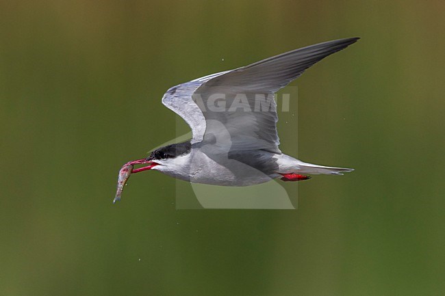 Witwangstern; Whiskered Tern; Chlidonias hybrida stock-image by Agami/Daniele Occhiato,