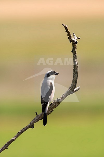 Kleine Klapekster op de uitkijk; Lesser Grey Shrike perched on lookout stock-image by Agami/Marc Guyt,