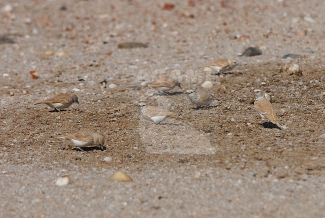 A group of Gray's Larks foraging. The Gray's Lark is found in south-western Africa in its natural habitat of hot deserts. stock-image by Agami/Jacob Garvelink,