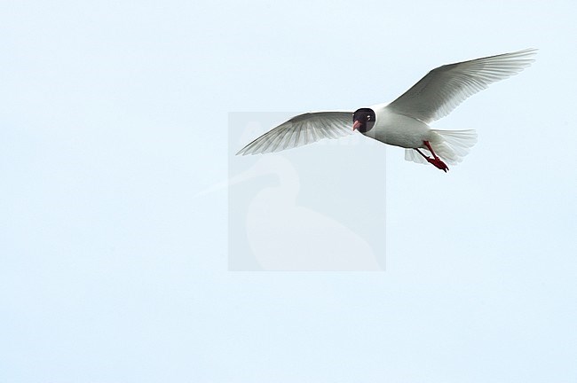 Summer plumage adult Mediterranean Gull (Ichthyaetus melanocephalus) in flight during spring migration on the Greek island Lesvos. Bird looking down for food. stock-image by Agami/Marc Guyt,