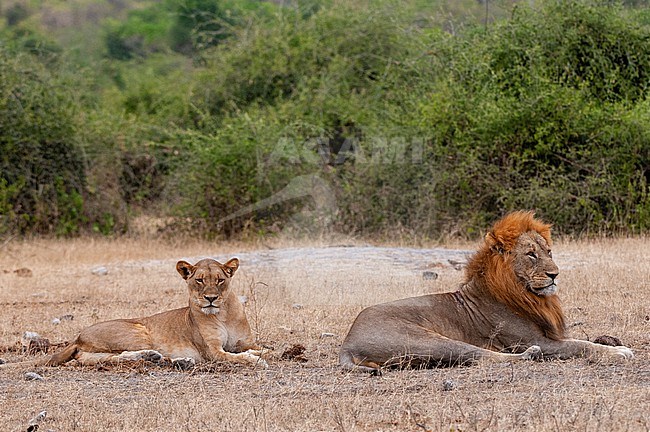 An alert lion and lioness, Panthera leo, resting together. Chobe National Park, Kasane, Botswana. stock-image by Agami/Sergio Pitamitz,