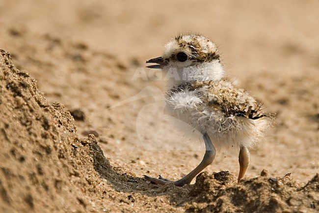 Little Ringed Plover young; Kleine Plevier jong stock-image by Agami/Han Bouwmeester,