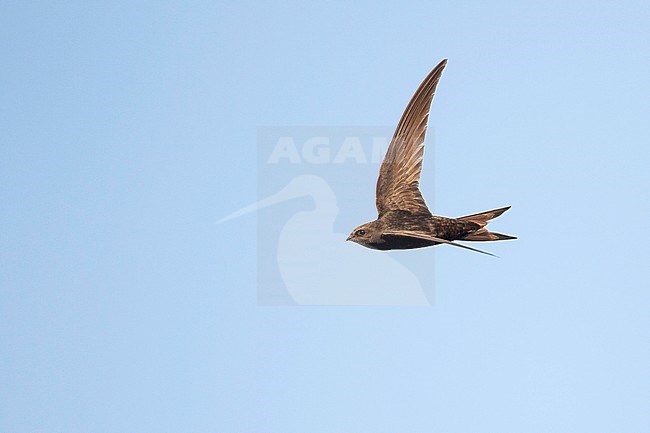 Common Swift - Mauersegler - Apus apus ssp. apus, Germany stock-image by Agami/Ralph Martin,